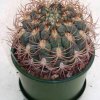 gymnocalycium_saglionis